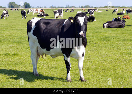 Bianco e nero vacche su terreni agricoli Foto Stock