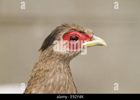 Ritratto di una femmina di fagiano di argento ( Lophura nycthemera ) Foto Stock