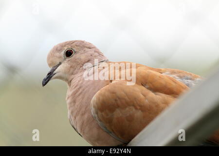 Ritratto di collare eurasiatica Tortora ( Streptopelia decaocto ) Foto Stock