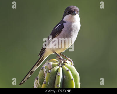 Fiscale (Shrike Lanius collaris) seduto su un cactus in Sud Africa. Foto Stock