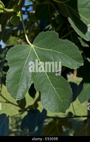 Comune fig - Ficus carica, foglia, Brenes, Siviglia e provincia, regione dell'Andalusia, Spagna, Europa Foto Stock