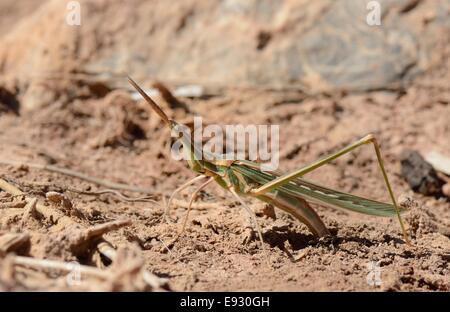 Slant femmina-di fronte / Big Nose / a becco lungo Grasshopper (Truxalis nasuta) deposizione delle uova in essiccato fuori marsh, cotta, in Grecia, in maggio. Foto Stock