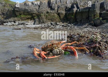 Comune maschio granseola / Spinosa grancevola (Maja brachydactyla / Maja squinado) esposto sulla spiaggia rocciosa su una molto bassa marea. Foto Stock