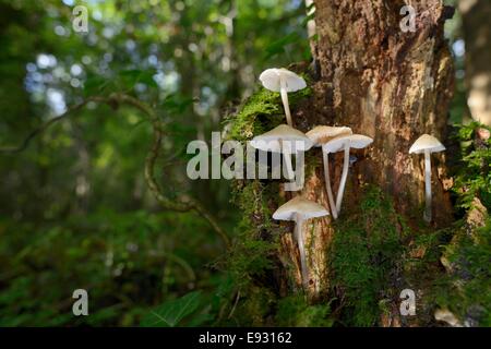 Comune di funghi del cofano (Mycena galericulata) crescente a partire da un marciume treestump nel bosco di latifoglie, Gloucestershire, UK. Foto Stock