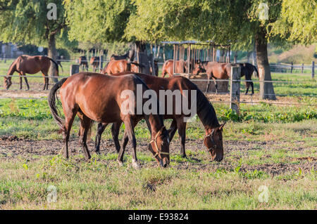 Due bellissimi cavalli al pascolo in background altri cavalli Foto Stock