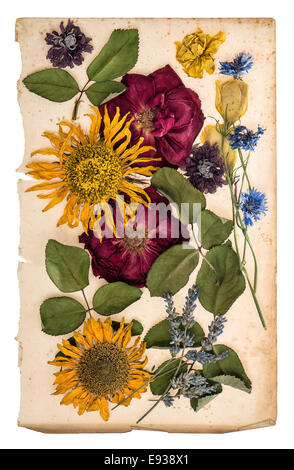 Fiori secchi su di età compresa tra il foglio di carta. nostalgico ancora in vita. erbario di lavanda, le rose, i girasoli, fiordaliso Foto Stock