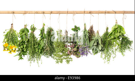 Le erbe fresche appeso isolati su sfondo bianco. il basilico, rosmarino, salvia, timo, menta, origano, maggiorana, saporito, lavanda, dande Foto Stock