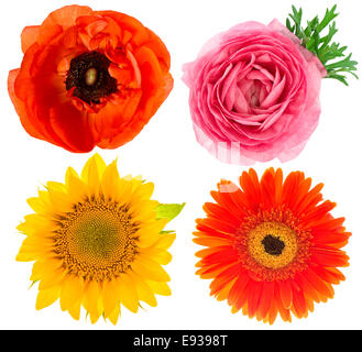 Quattro bellissimi fiori singoli capi. ranunculus, girasole, Gerber, anemone isolati su sfondo bianco Foto Stock