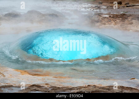 Strokkur geyser bolla pronta ad esplodere, Islanda in giugno Foto Stock