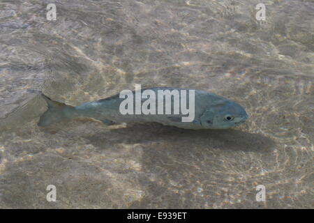 Argento batterista Kyphosus sydneyanus Foto Stock