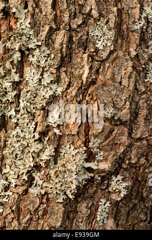 Ontano comune di corteccia di albero Foto Stock