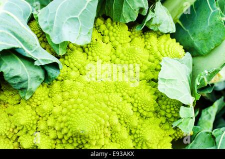 Romanesco Cavolo broccoli o cavolfiore verde Foto Stock