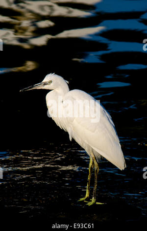 White garzetta, Egretta garzetta, immaturi Foto Stock