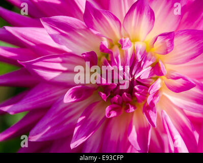 Centro di un rosa luminoso Dahlia Foto Stock