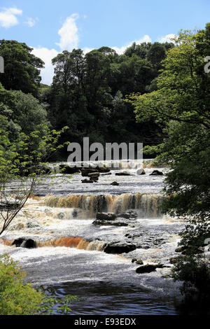 3293. Tomaia Aysgarth Falls, Fiume Ure, Aysgarth, Wensleydale, North Yorkshire, Regno Unito Foto Stock