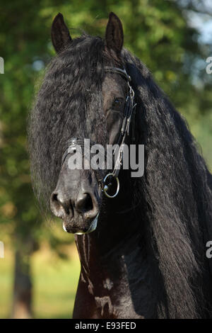 Nero cavallo Frisone stallone ritratto in estate Foto Stock