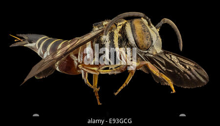 Specie Coelioxys rossastro, f, argentina, lato 2014-08-09-173607 ZS PMax 15100312242 o Foto Stock