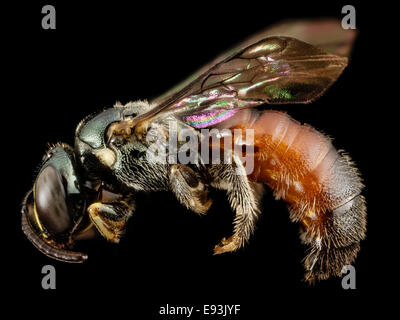 Ceratina tricolore, m, panama, lato 2014-08-29-163708 ZS PMax 14906231630 o Foto Stock