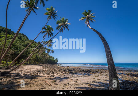 Le palme sulla spiaggia di Lavena, Taveuni, Figi, Oceania Foto Stock