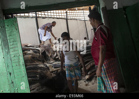 Dacca in Bangladesh. Xviii oct, 2014. I lavoratori che trasportano per elaborare le pelli degli animali macellati durante l'Eid Al Adha, presso una fabbrica di cuoio in Hazaribagh, Dhaka.La pelle del Bangladesh industria ha guadagnato 980.67 milioni di euro US dollar dalle esportazioni di cuoio e prodotti in cuoio in materia fiscale 20/12/2013, secondo il Bangladesh's Export Promotion Bureau © Zakir Hossain Chowdhury/ZUMA filo/Alamy Live News Foto Stock