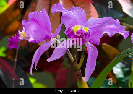 Spettacolare Orchid in piena fioritura in un conservatorio/Serra. Girato con un lungo la lente per creare il fuoco selettivo. Foto Stock