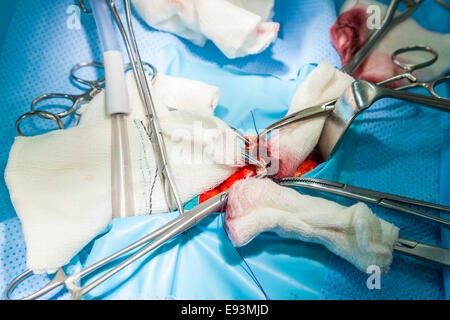 Close up medici apparecchiature chirurgiche o utensili utilizzati per un funzionamento in sala operatoria in un ospedale Foto Stock