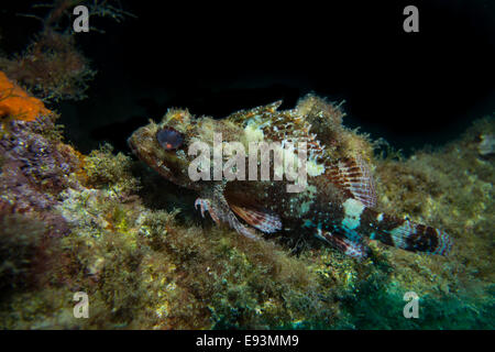 Piena di piccole dimensioni il pesce, Scorpaena notate, sulle alghe coperto rock. Foto Stock