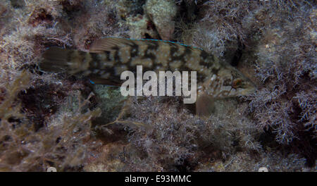 Cinque-spotted wrasse, Symphodus roissali tra le alghe. Catturate in Malta, Mare Mediterraneo. Foto Stock