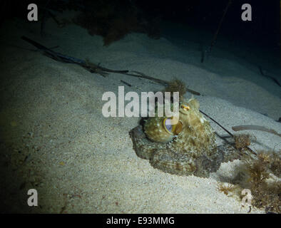 Polpo, Octopus vulgaris, close-up formano il mare Mediterraneo. Questa foto è stata scattata a Malta. Foto Stock