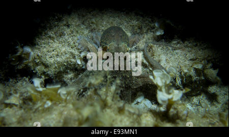 Polpo, Octopus vulgaris, close-up formano il mare Mediterraneo. Questa foto è stata scattata a Malta. Foto Stock