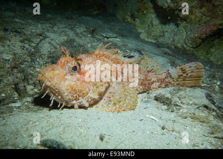 Close-up di un Rosso di scorfano Scorpaena scrofa, prese a Malta, Mare Mediterraneo. Foto Stock