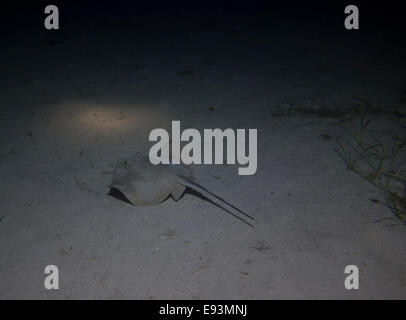 Comune di Stingray, Dasyatis pastinaca, nuoto. La foto è stata scattata in Cirkewwa, Malta, Mare Mediterraneo. Foto Stock