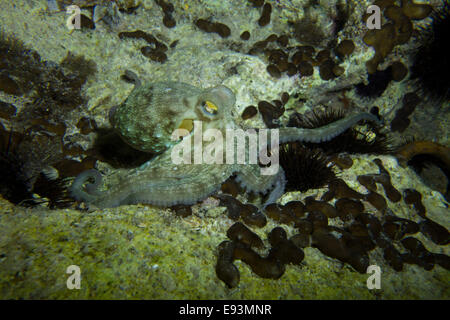 Polpo, Octopus vulgaris, close-up formano il mare Mediterraneo. Questa foto è stata scattata a Malta. Foto Stock