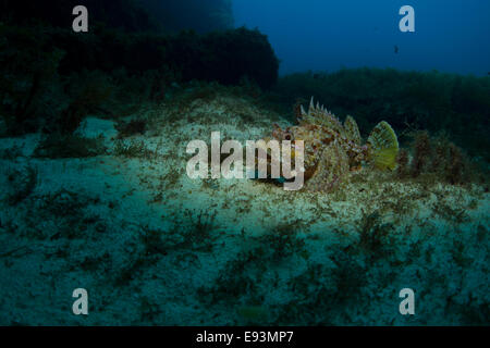 Red scorfani, Scorpaena scrofa, la foto è stata scattata in Malta, Mare Mediterraneo. Foto Stock