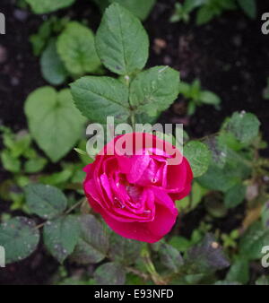 Fotografia di una rosa rossa. Foto Stock