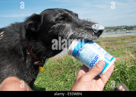 Modello rilasciato,il mio cane,Ben,un nero lurcher andare al fondo di questo cartone di yogurt a Poppit Sands,West Wales Foto Stock