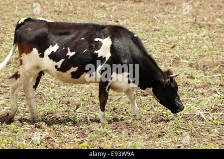 Una vacca Holstein in un pascolo degli agricoltori in una fattoria in Cotacachi, Ecuador Foto Stock