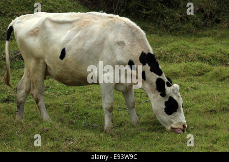 Una vacca Holstein in un pascolo degli agricoltori in una fattoria in Cotacachi, Ecuador Foto Stock