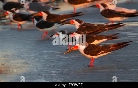 Skimmer nero (Rynchops niger) al tramonto sulla costa del Golfo del Messico durante la caduta di migrazione. Galveston, Texas, Stati Uniti d'America. Foto Stock