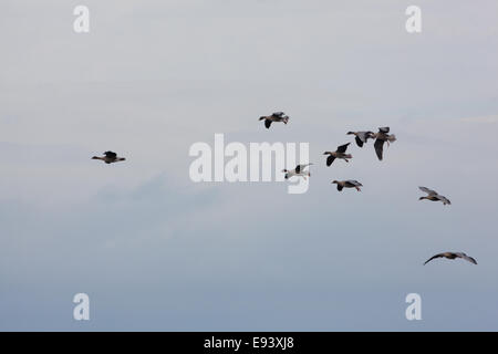 Rosa-footed oche (Anser brachyrhynchus). Matassa arrivando fino a terra. Le gambe, "carro", abbassato. Foto Stock