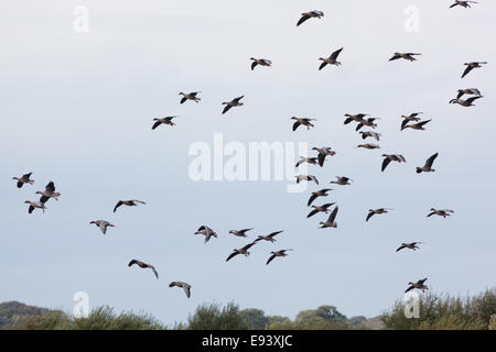 Rosa-footed oche (Anser brachyrhynchus). Matassa arrivando fino a terra. Foto Stock