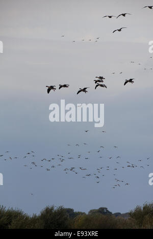 Rosa-footed oche (Anser brachyrhynchus). Oche di svernamento venendo per posatoio per la notte. Martin semplice. WWT Lancashire, Regno Unito Foto Stock