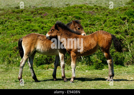 Pony selvatici a Dartmoor, due puledri toelettatura ogni altro su gorse & heather brughiera coperta Foto Stock