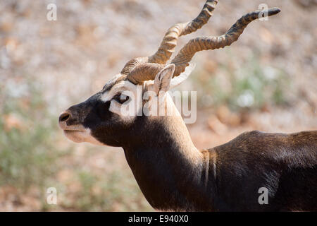 Blackbuck passeggiate nel parco nazionale. Antilope cervicapra. Foto Stock