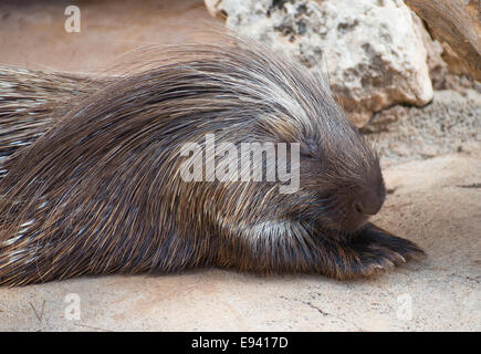 Il vecchio mondo porcupine nel parco nazionale. Hystricidae. Foto Stock