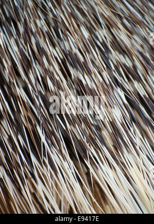 Parte del Vecchio Mondo porcupine corpo con spine. Foto Stock