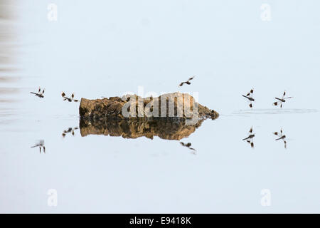 Nastrare Groundling dragonfly (Brachythemis leucosticta) passando sopra l'acqua Foto Stock