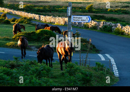 Allevamento di selvaggina Dartmoor pony, stallone con mares a freddo Oriente segno a forma di croce post, pascolo open moorland & camminando sulla strada Foto Stock