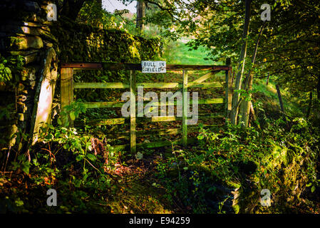 Bull nel segno del campo sul gate, Yorkshire Dales, UK. Foto Stock