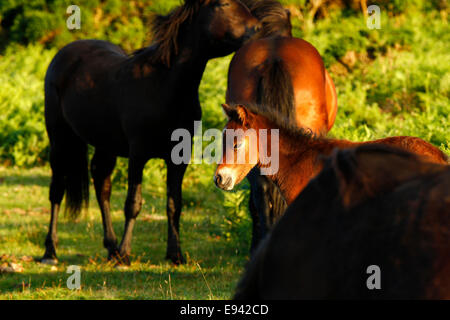 Allevamento di pony selvatici su Dartmoor con una piccola nuova nato il puledro tra di loro, il roaming libero sul aprire la brughiera Foto Stock